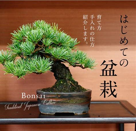 植物盆栽|初めての盆栽でも大丈夫。育て方や手入れ術を紹介 Bonsai